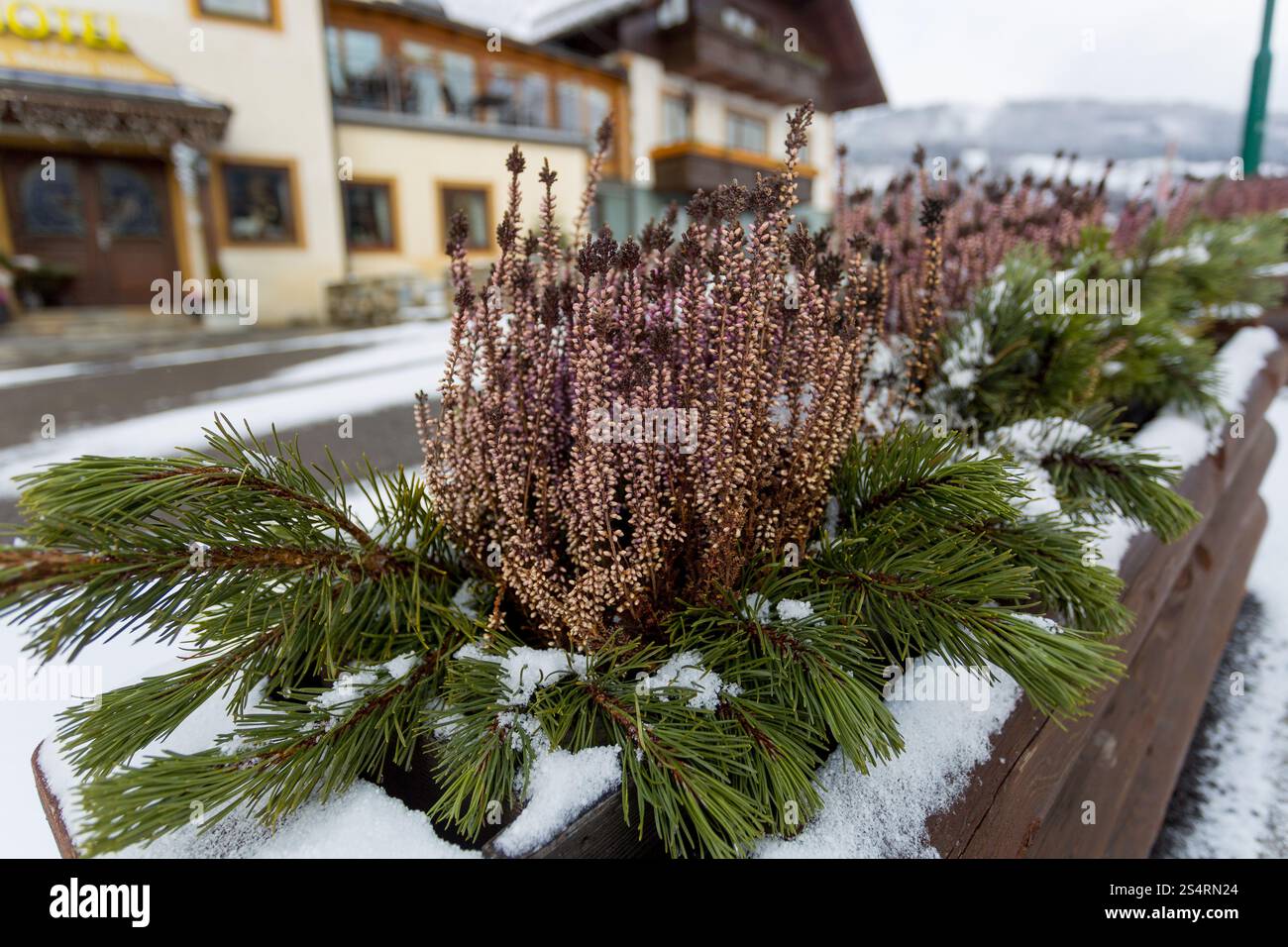 Photo gros plan de fleurs rose en parterre au village autrichien Banque D'Images