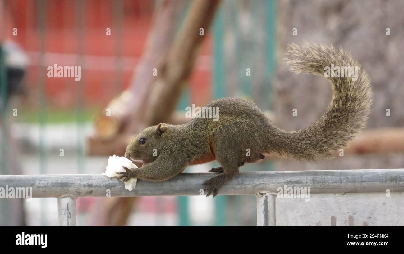 Écureuil de Pallas (Callosciurus erythraeus) Banque D'Images