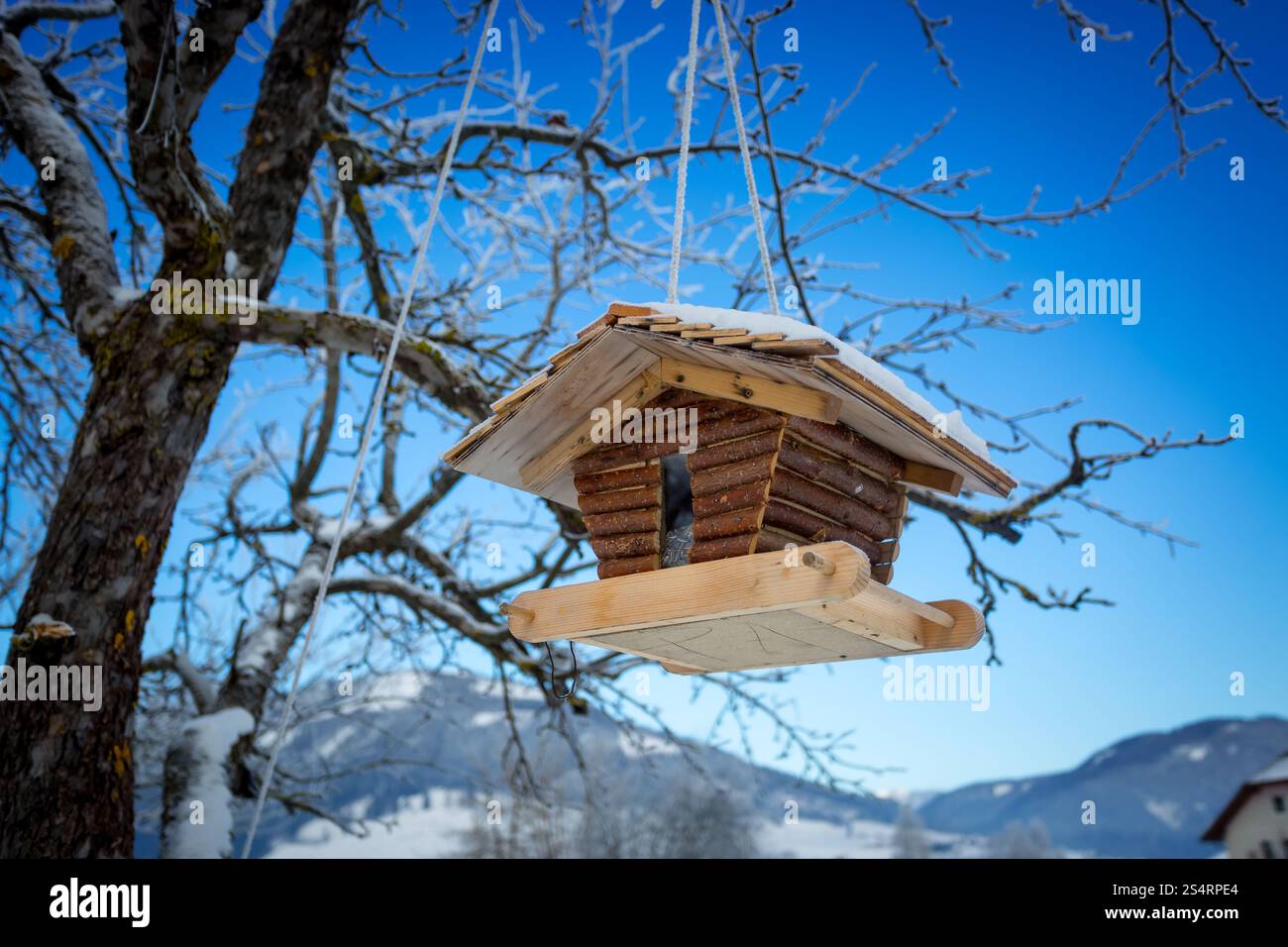 Nichoir bois hanging on tree branch Banque D'Images