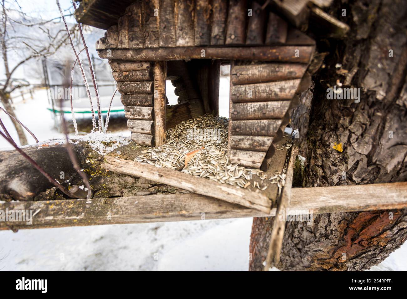 Photo gros plan de la semence à la cabane en bois Banque D'Images