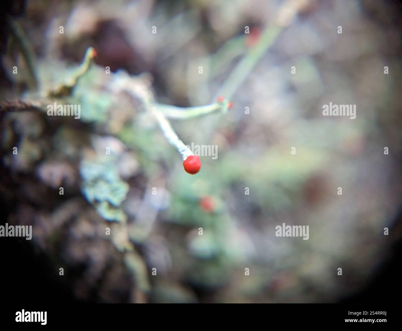 Soldats jouets (Cladonia bellidiflora) Banque D'Images