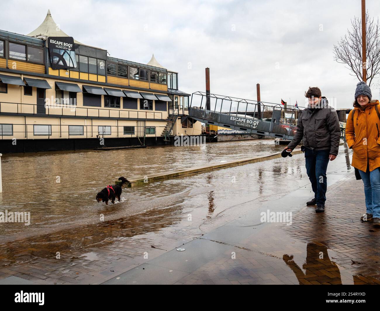 Nimègue, pays-Bas. 12 janvier 2025. Un couple est vu marcher avec leur chien près des zones inondées. La courte vague de hautes eaux en provenance d'Allemagne provoque une élévation des niveaux d'eau dans la ville néerlandaise de Nimègue. 12 mètres au-dessus de NAP (la base utilisée pour mesurer les niveaux d'eau) ont été mesurés. Crédit : SOPA images Limited/Alamy Live News Banque D'Images