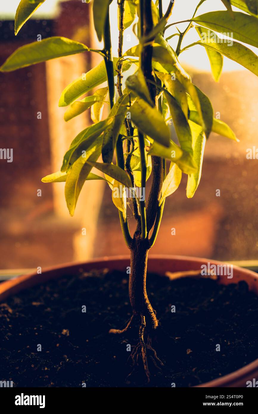 Photo de ton arbre en pot de mandarine Banque D'Images