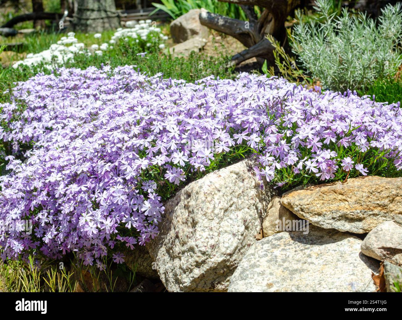 Floraison rampante Phlox stolonifera dans le jardin de mur de roche Banque D'Images