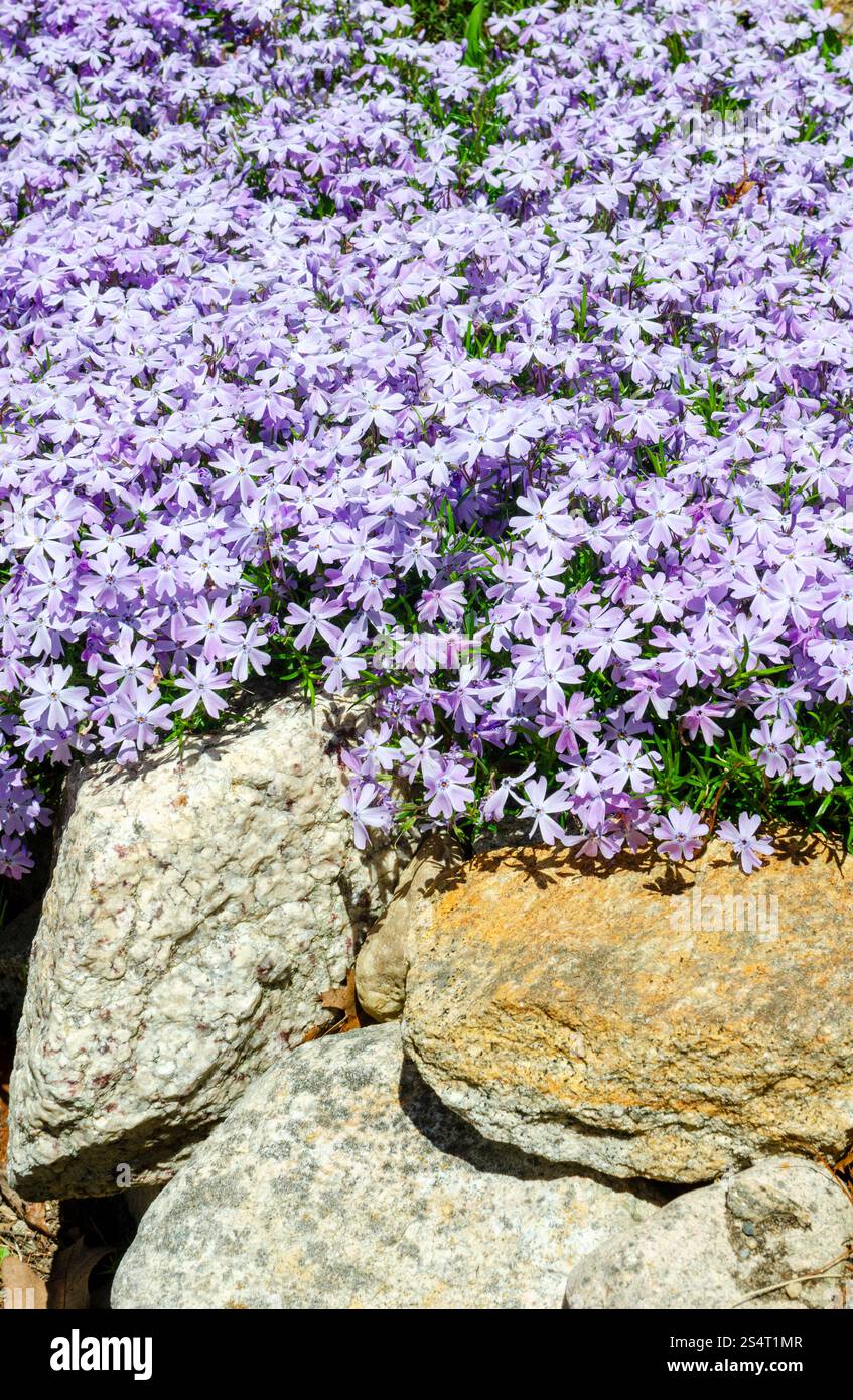 Floraison rampante Phlox stolonifera dans le jardin de mur de roche Banque D'Images