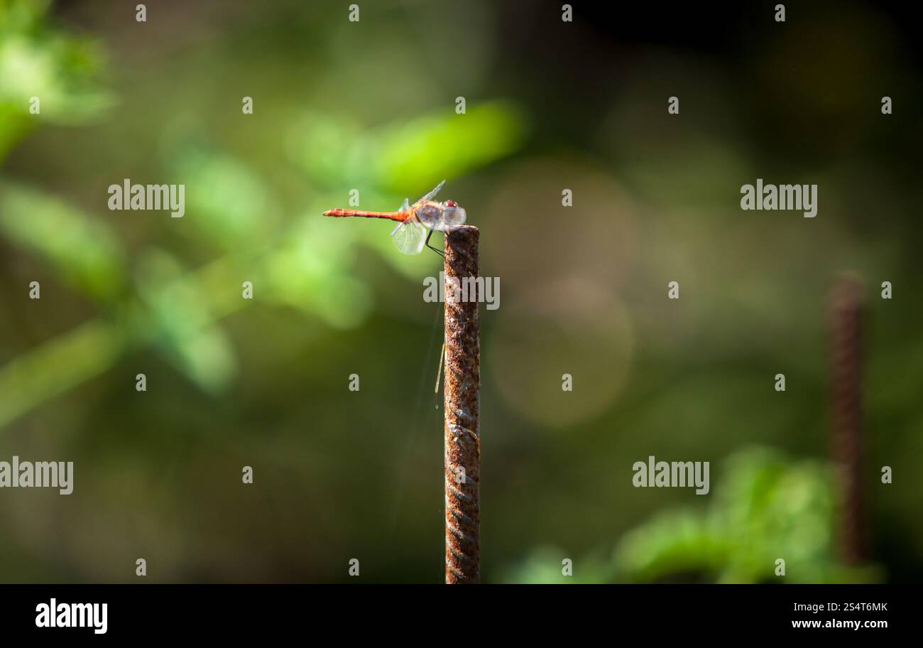 Libre tourné de dragonfly assis sur la succursale de journée ensoleillée dans le jardin Banque D'Images