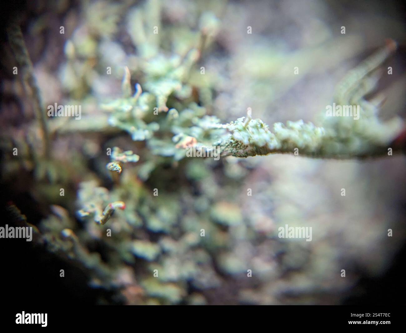 Soldats jouets (Cladonia bellidiflora) Banque D'Images