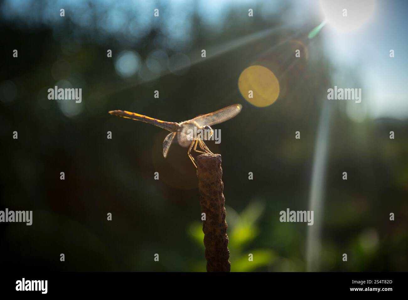 Libre tourné de dragonfly assis sur la succursale de journée ensoleillée Banque D'Images