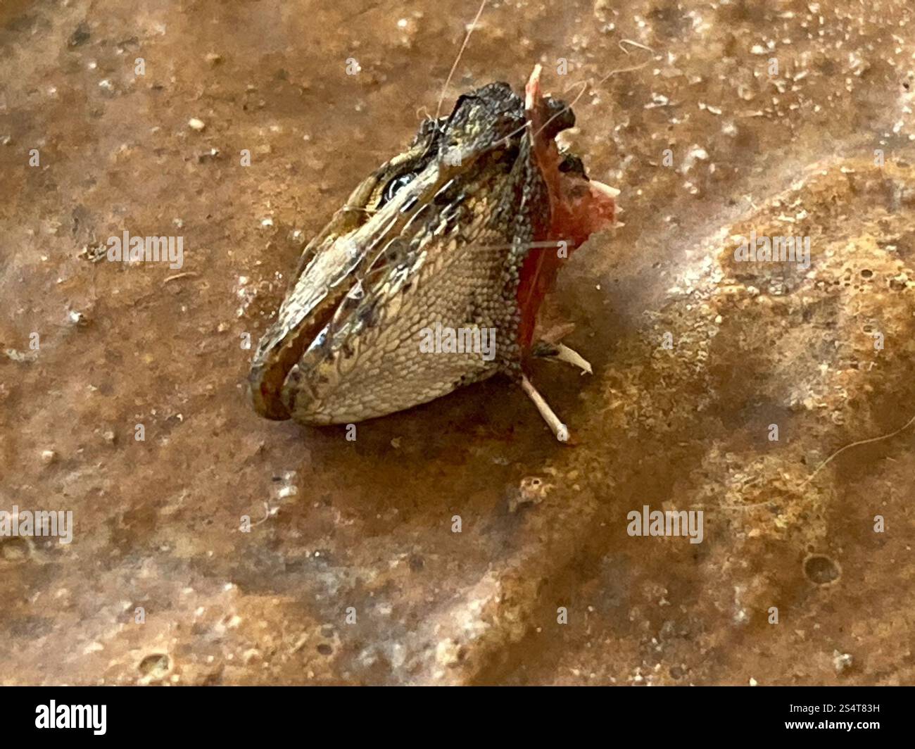Le Lézard Curly nord (Leiocephalus carinatus) Banque D'Images