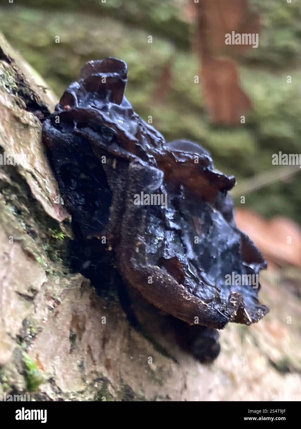 Beurre de Warlock (Exidia nigricans) Banque D'Images