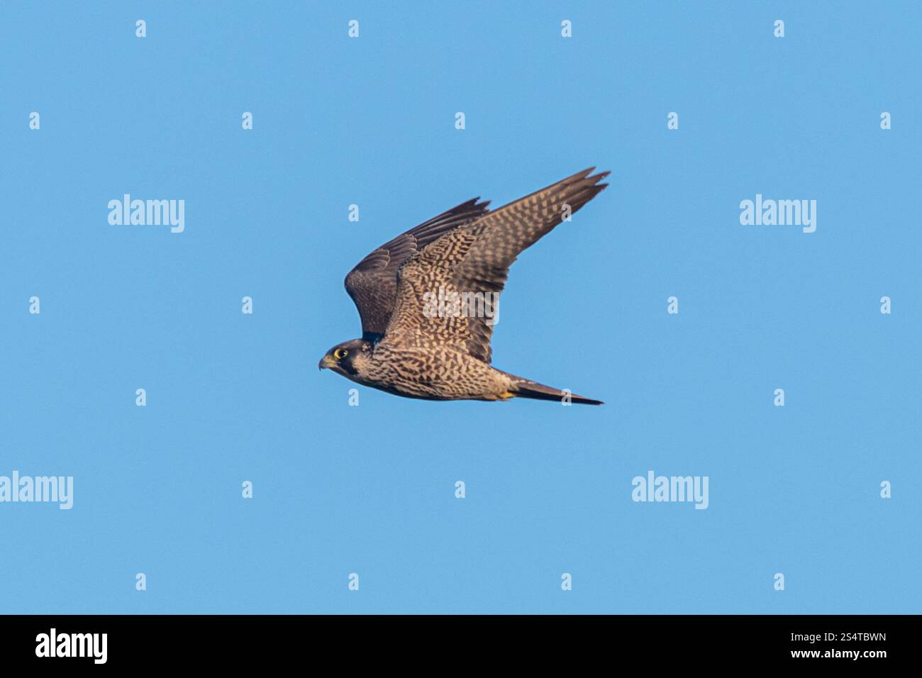 Faucon pèlerin (Falco peregrinus) en vol contre un ciel bleu, Royaume-Uni Banque D'Images