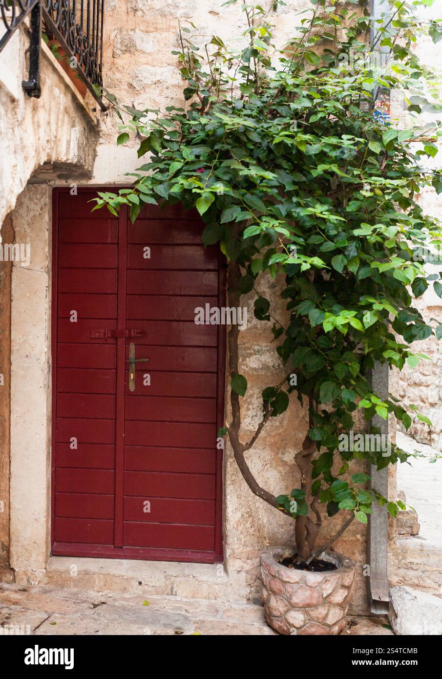 Tourné en extérieur de porte en bois rouge avec lierre vert croissant Banque D'Images