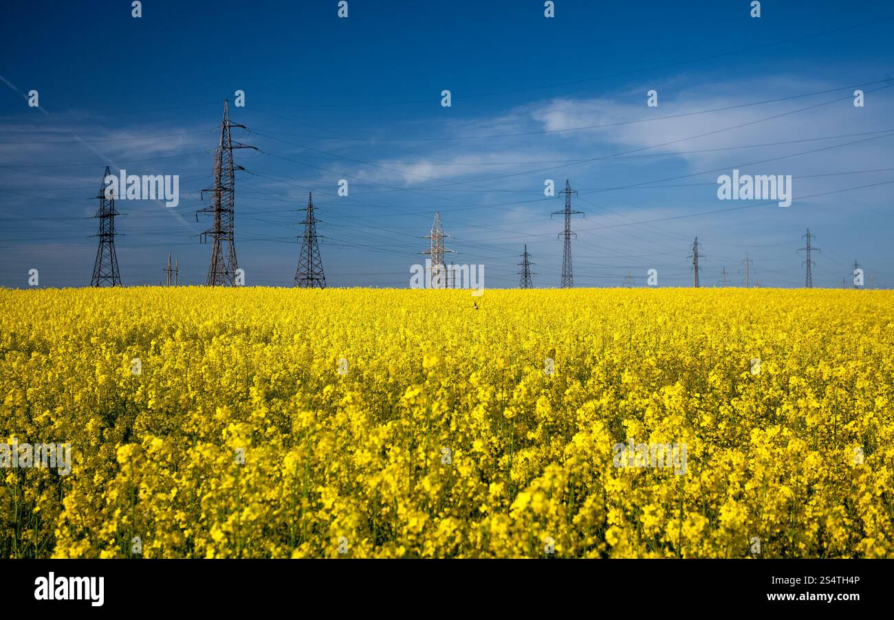 Paysage de postes haute tension dans le champ de colza Banque D'Images