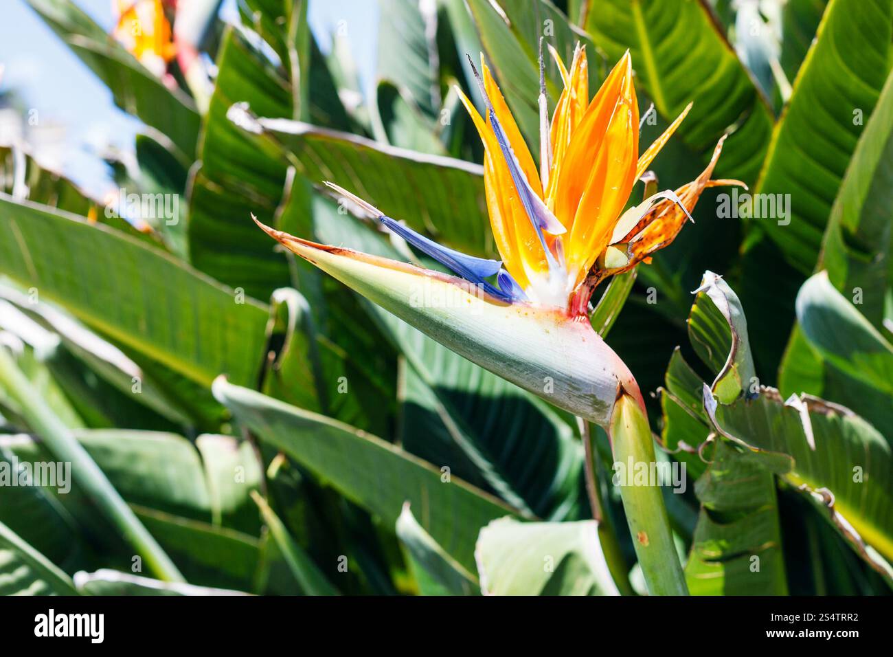 Oiseau de Paradis Fleur (Strelitzia) Fermer au printemps, Sicile Banque D'Images