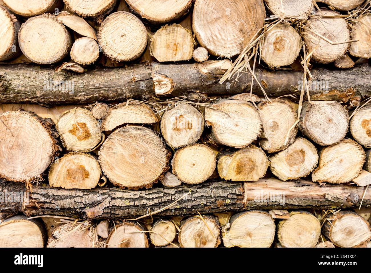 Photo de gros plan en bois fraîchement coupé empilé de sciage Banque D'Images