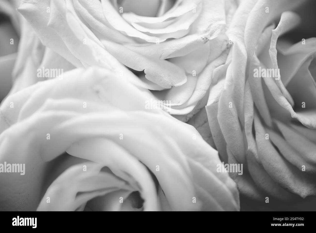 Closeup texture noir et blanc de roses blanches Banque D'Images