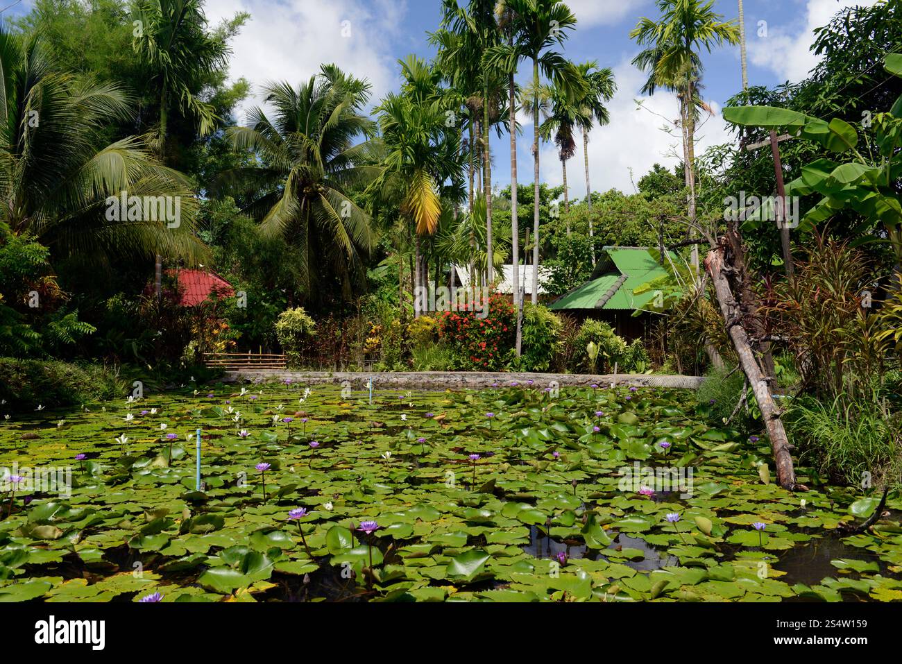 Un jardin de fleurs de Lotus dans le village de Mae Hong son dans la province nord de Mae Hong son dans le nord de la Thaïlande en Southeastasia. ASIE THAÏLANDE Banque D'Images