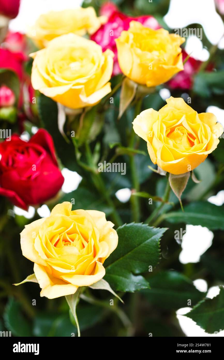 Roses rouges et jaunes fraîches en bouquet de fleurs Banque D'Images