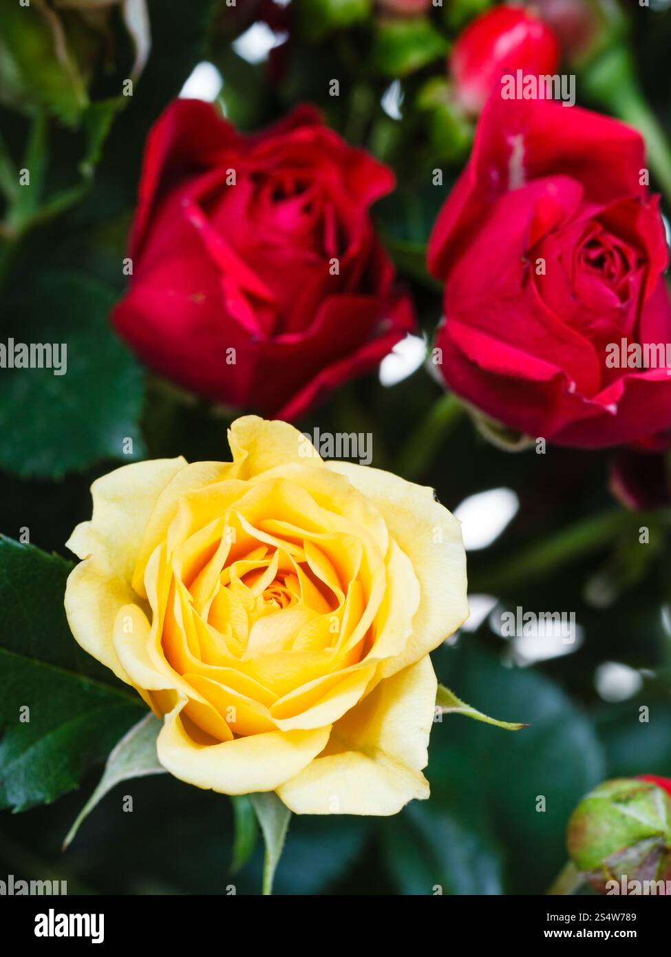 Roses rouges et jaunes en bouquet de fleurs close up Banque D'Images