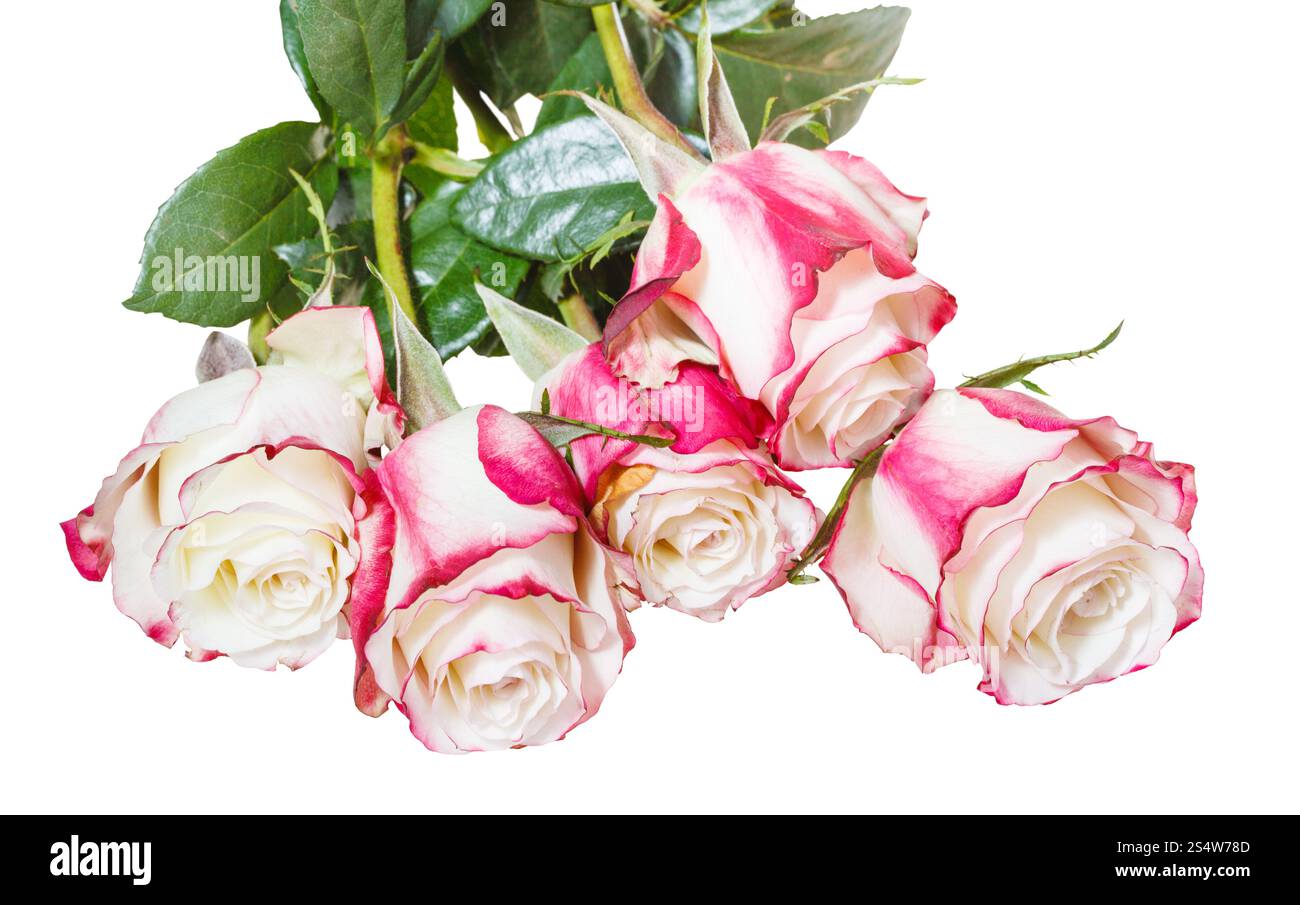 Bouquet de roses roses isolé sur fond blanc Banque D'Images