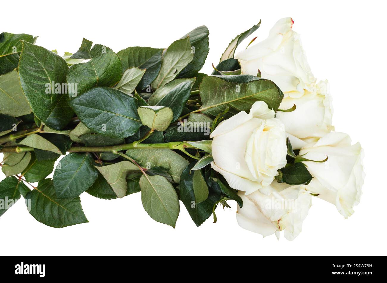 vue de côté d'armful de roses blanches isolées sur fond blanc Banque D'Images vue de côté d'armful de roses blanches isolées sur fond blanc Banque D'Images