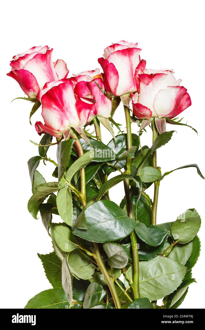 Vue de côté de brassée de roses rose isolé sur fond blanc Banque D'Images