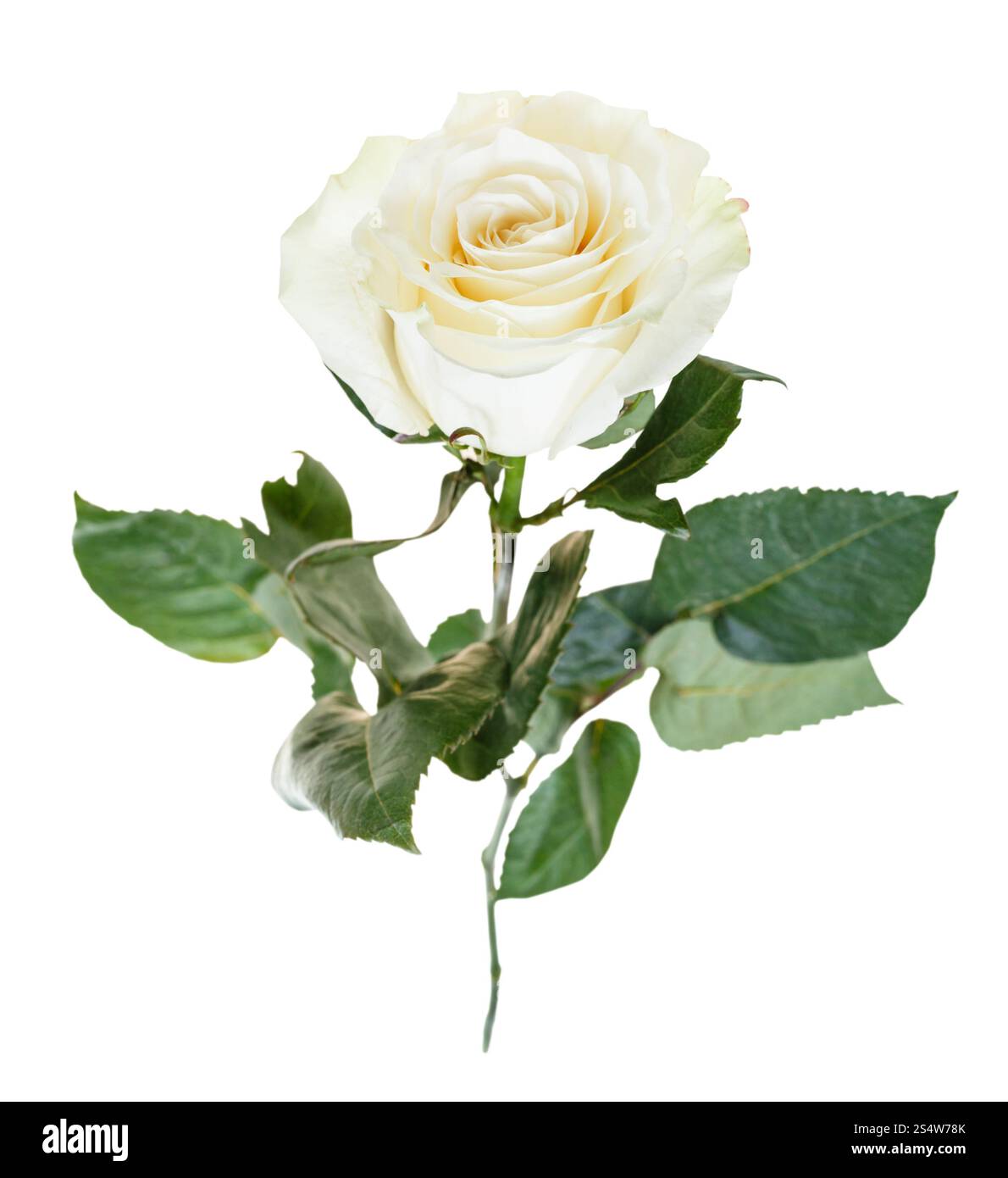 Fleur de white rose close up isolé sur fond blanc Banque D'Images
