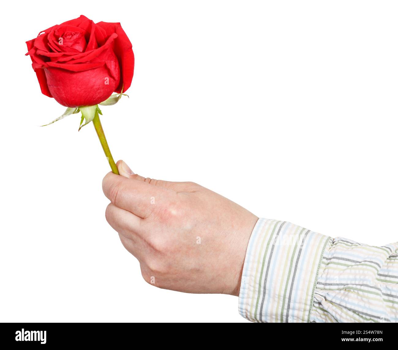 Les mains courantes rose rouge fleur isolé sur fond blanc Banque D'Images