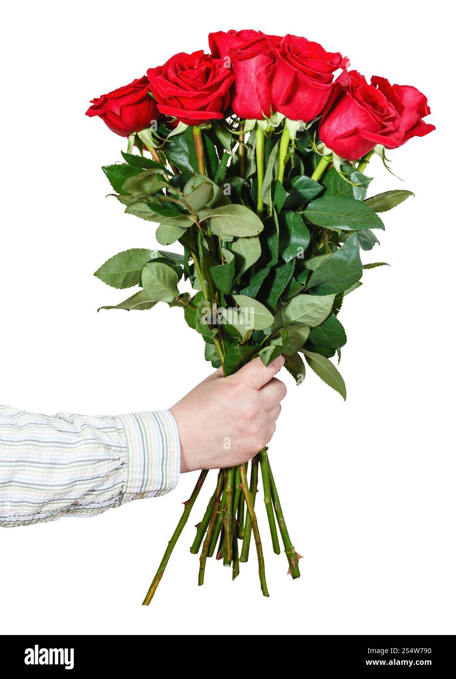 La main des hommes de bouquet de roses rouge isolé sur fond blanc Banque D'Images