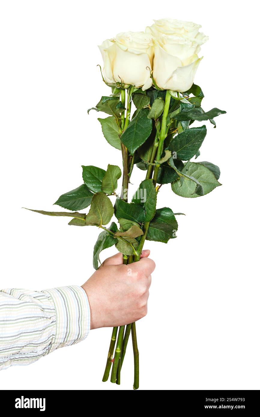 La main des hommes bouquet de cinq roses blanc isolé sur fond blanc Banque D'Images La main des hommes bouquet de cinq roses blanc isolé sur fond blanc Banque D'Images