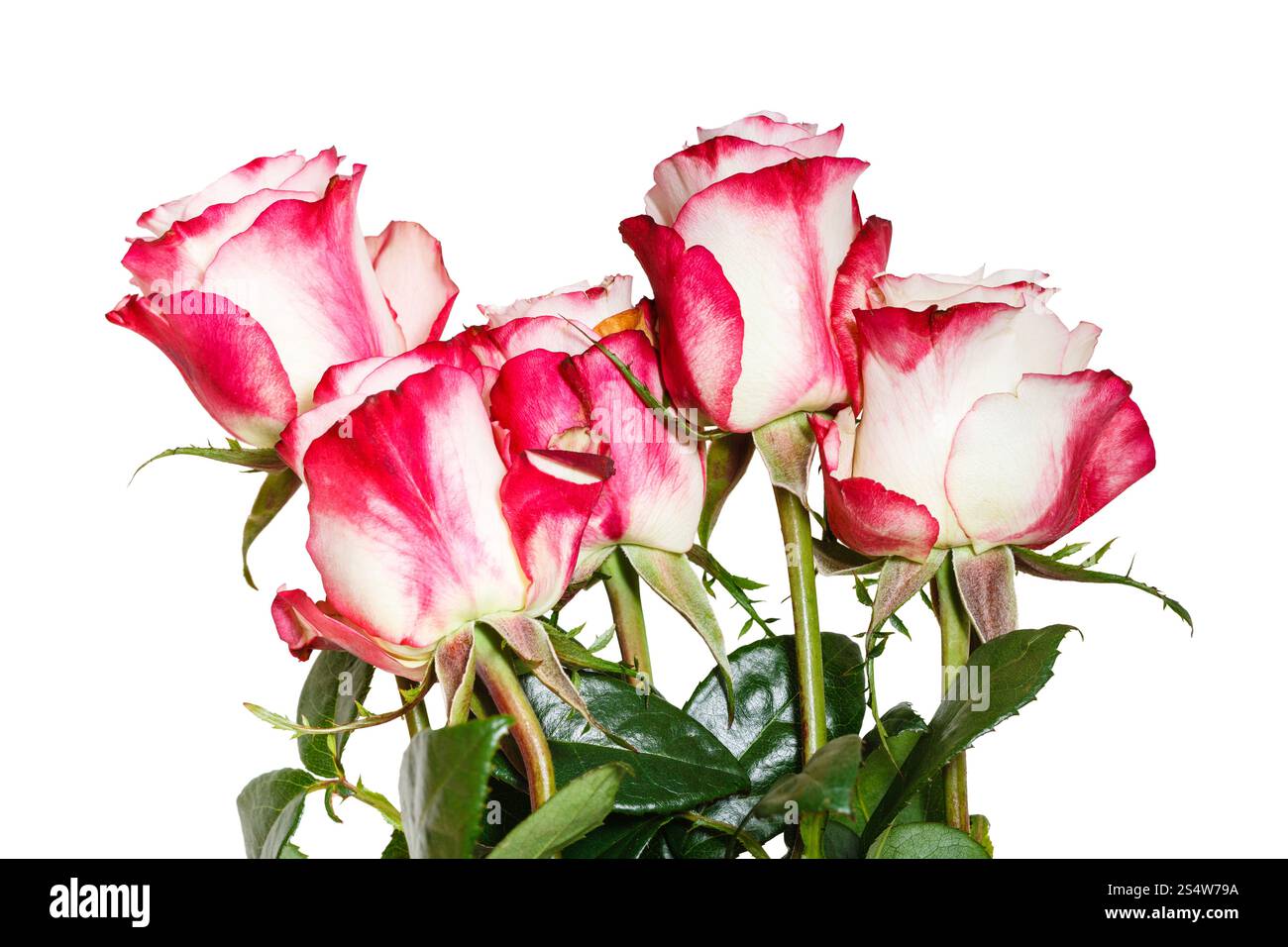Vue latérale du bouquet de roses rose isolé sur fond blanc Banque D'Images