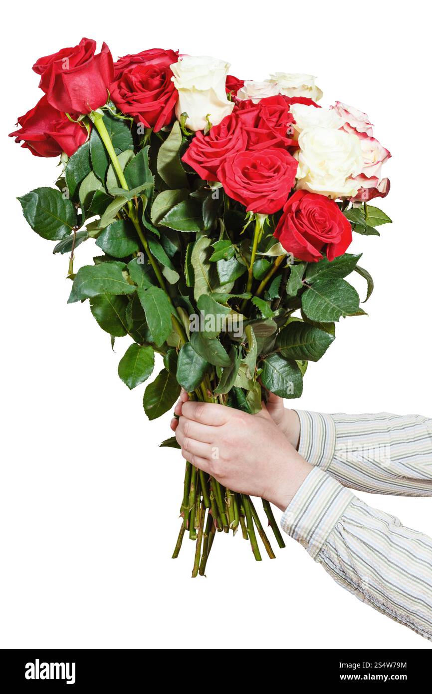 Deux mains tiennent beaucoup de roses bouquet de isolé sur fond blanc Banque D'Images