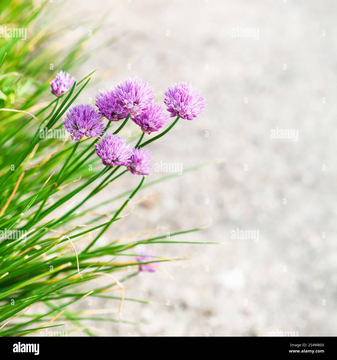 - Fond naturel ciboulette rose fleurs close up sur le bord du chemin Banque D'Images