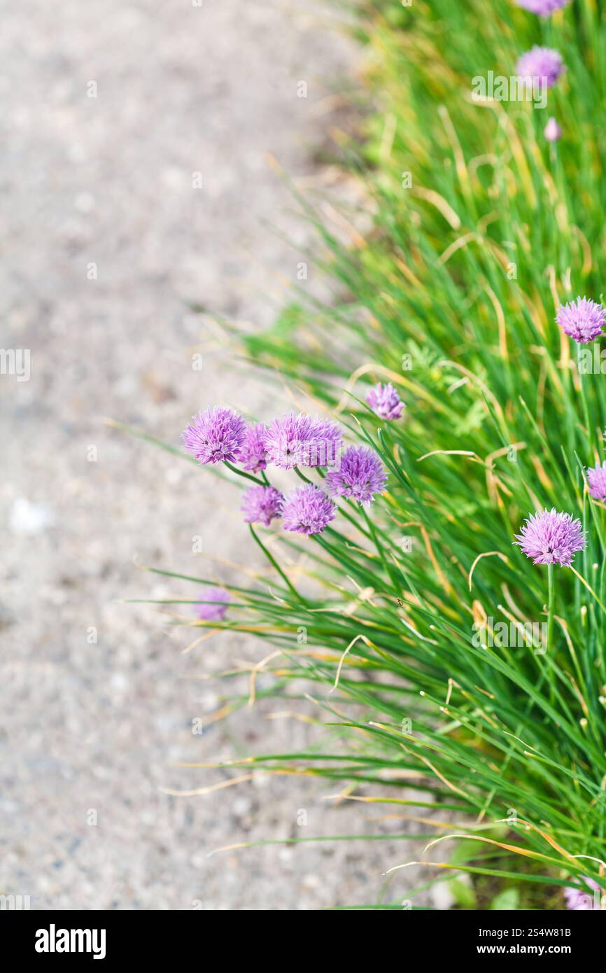 L'herbe verte et rose ciboulette fleurs sur le bas-côté de la route Banque D'Images