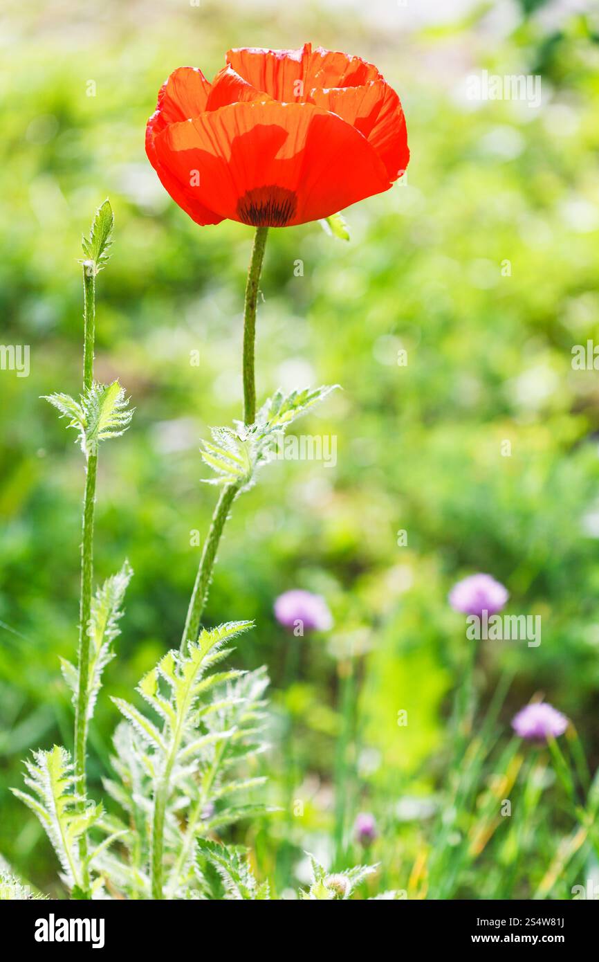 Rouge coquelicot sur champ vert d'été Banque D'Images