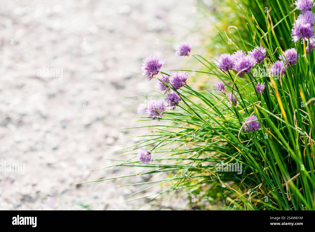- Fond naturel de l'herbe bien verte et rose fleurs de ciboulette sur le bord du chemin Banque D'Images