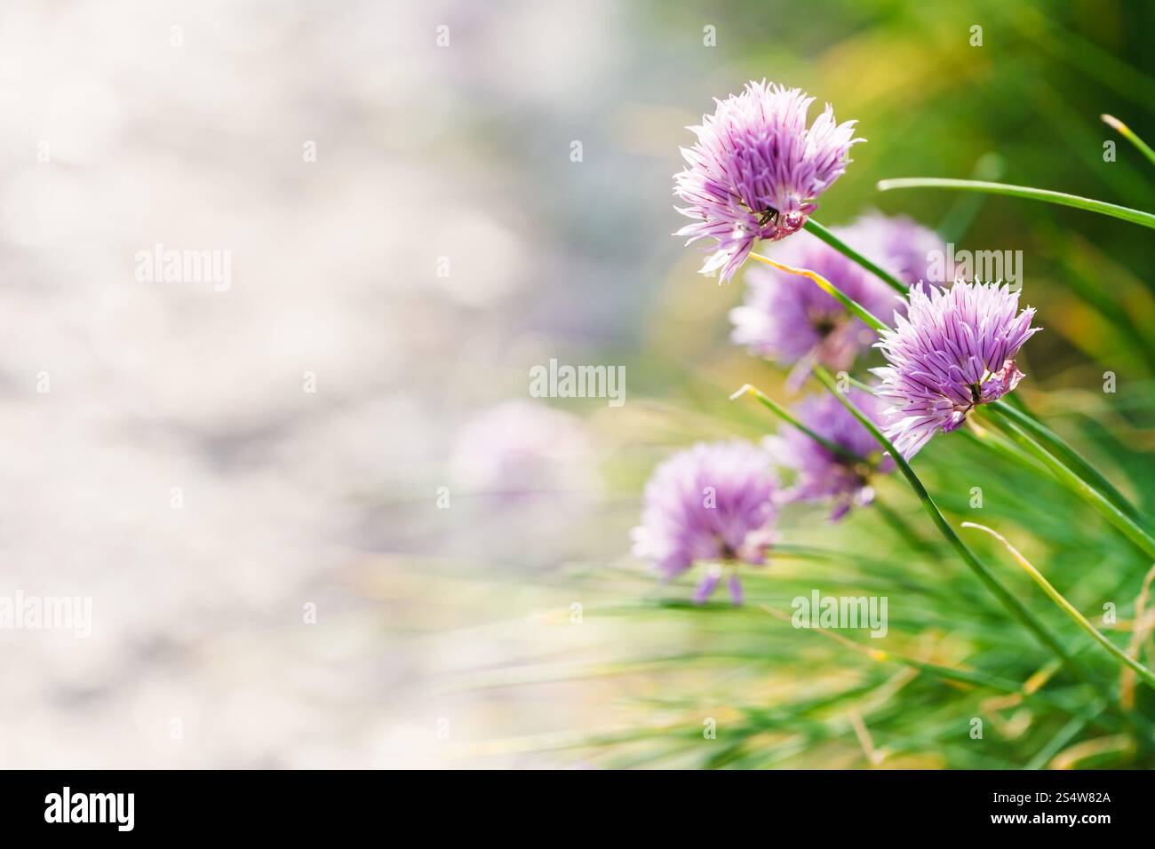 - Fond naturel ciboulette rose fleurs close up sur la route Banque D'Images