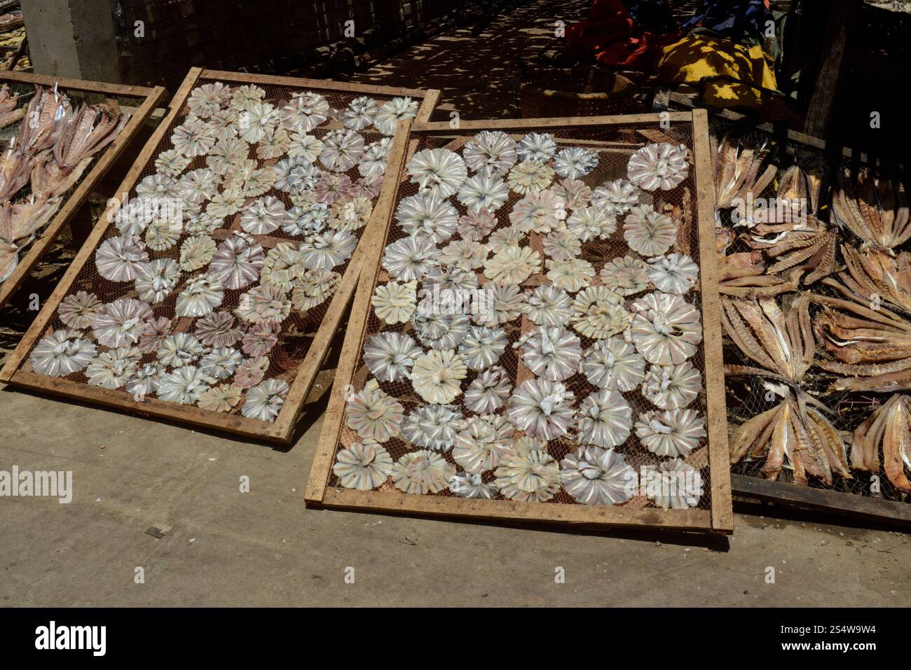 Une production de poisson fabrique des produits de poisson sec dans la ville de Myeik dans le sud au Myanmar dans le sud de la Southeastasia. ASIE MYANMAR BIRMANIE MYEIK PRODUCTION DE POISSON SEC Banque D'Images