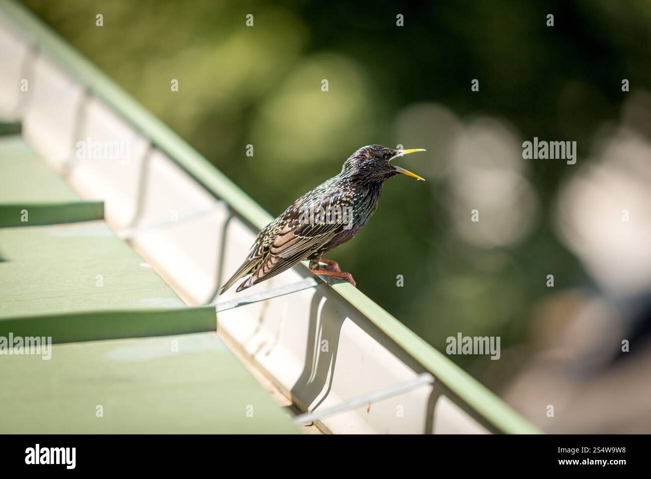 Blackbird assis sur le toit vert avec bec ouvert Banque D'Images