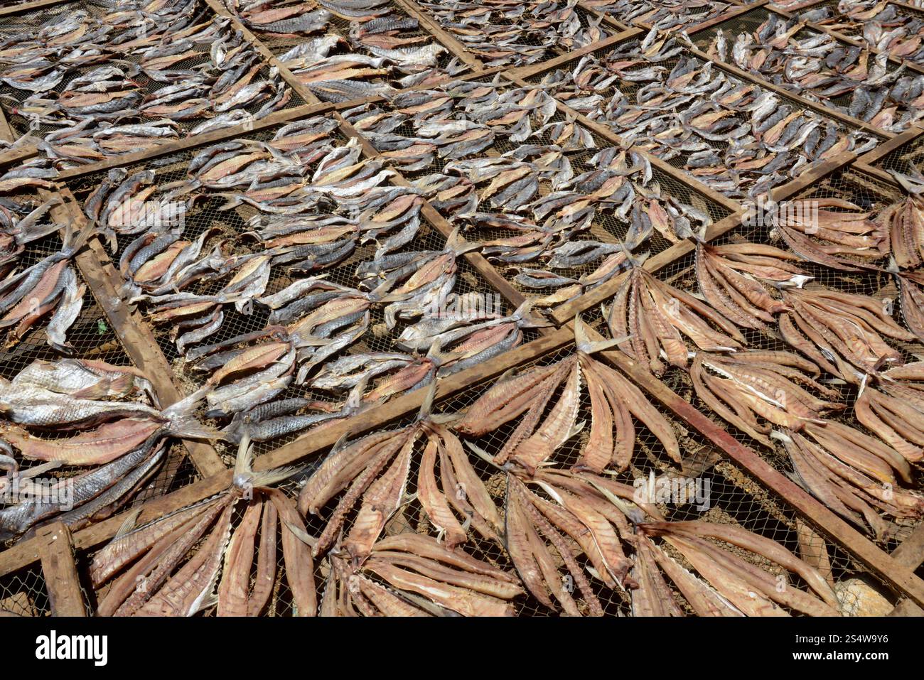 Une production de poisson fabrique des produits de poisson sec dans la ville de Myeik dans le sud au Myanmar dans le sud de la Southeastasia. ASIE MYANMAR BIRMANIE MYEIK PRODUCTION DE POISSON SEC Banque D'Images