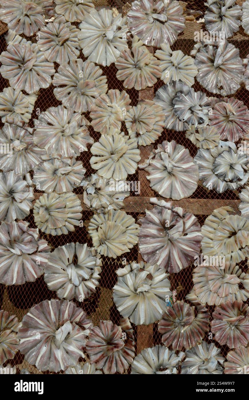 Une production de poisson fabrique des produits de poisson sec dans la ville de Myeik dans le sud au Myanmar dans le sud de la Southeastasia. ASIE MYANMAR BIRMANIE MYEIK PRODUCTION DE POISSON SEC Banque D'Images