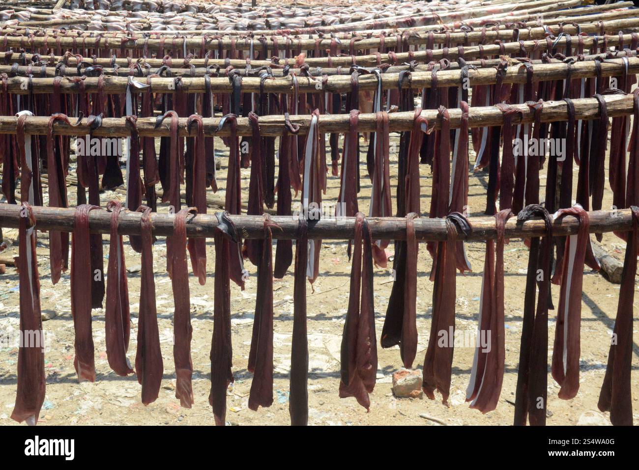 Une production de poisson fabrique des produits de poisson sec dans la ville de Myeik dans le sud au Myanmar dans le sud de la Southeastasia. ASIE MYANMAR BIRMANIE MYEIK PRODUCTION DE POISSON SEC Banque D'Images