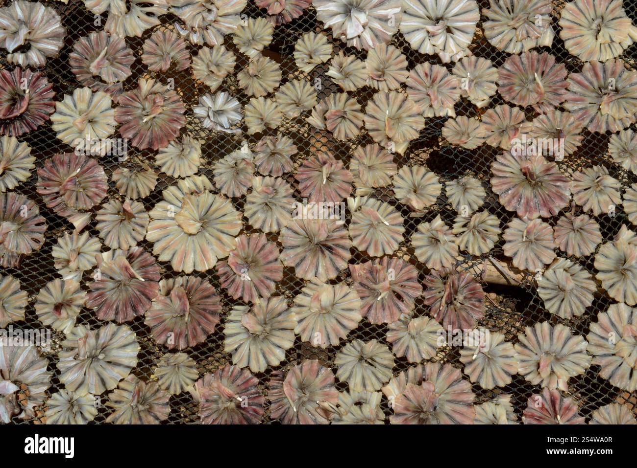 Une production de poisson fabrique des produits de poisson sec dans la ville de Myeik dans le sud au Myanmar dans le sud de la Southeastasia. ASIE MYANMAR BIRMANIE MYEIK PRODUCTION DE POISSON SEC Banque D'Images
