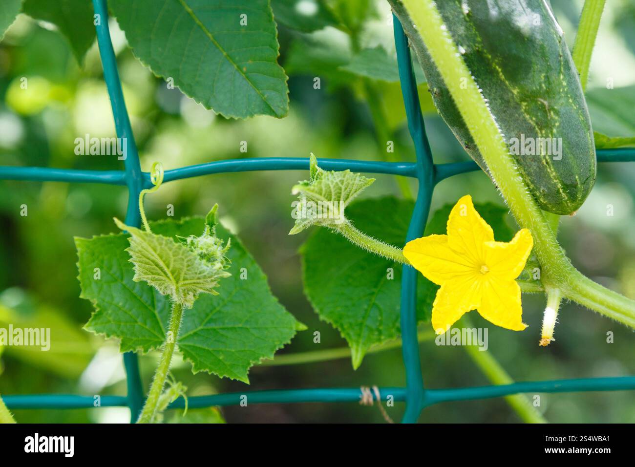 Fleur jaune et concombre mûres close up in garden Banque D'Images