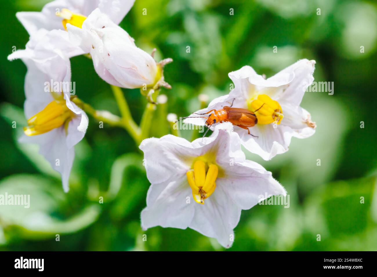 Beetle dans la pomme de terre en fleurs jardin d'été Banque D'Images