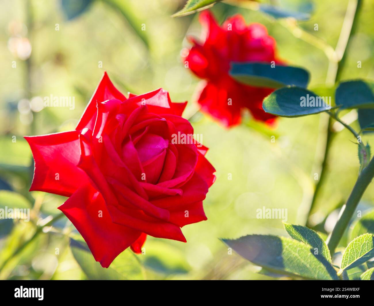 Deux roses rouges en plein air au coucher du soleil d'été Banque D'Images