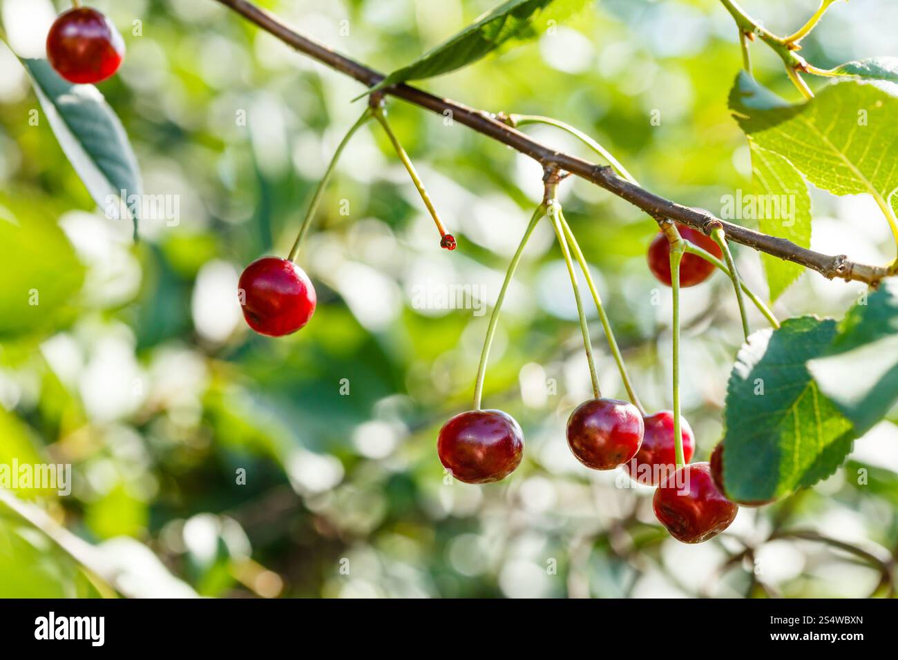 Branche avec plusieurs fruits mûrs de cerise rouge en journée d'été Banque D'Images