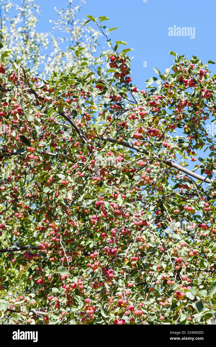 Branche d'arbre avec peu de fruits rouges pommes sauvages dans la forêt en été Banque D'Images