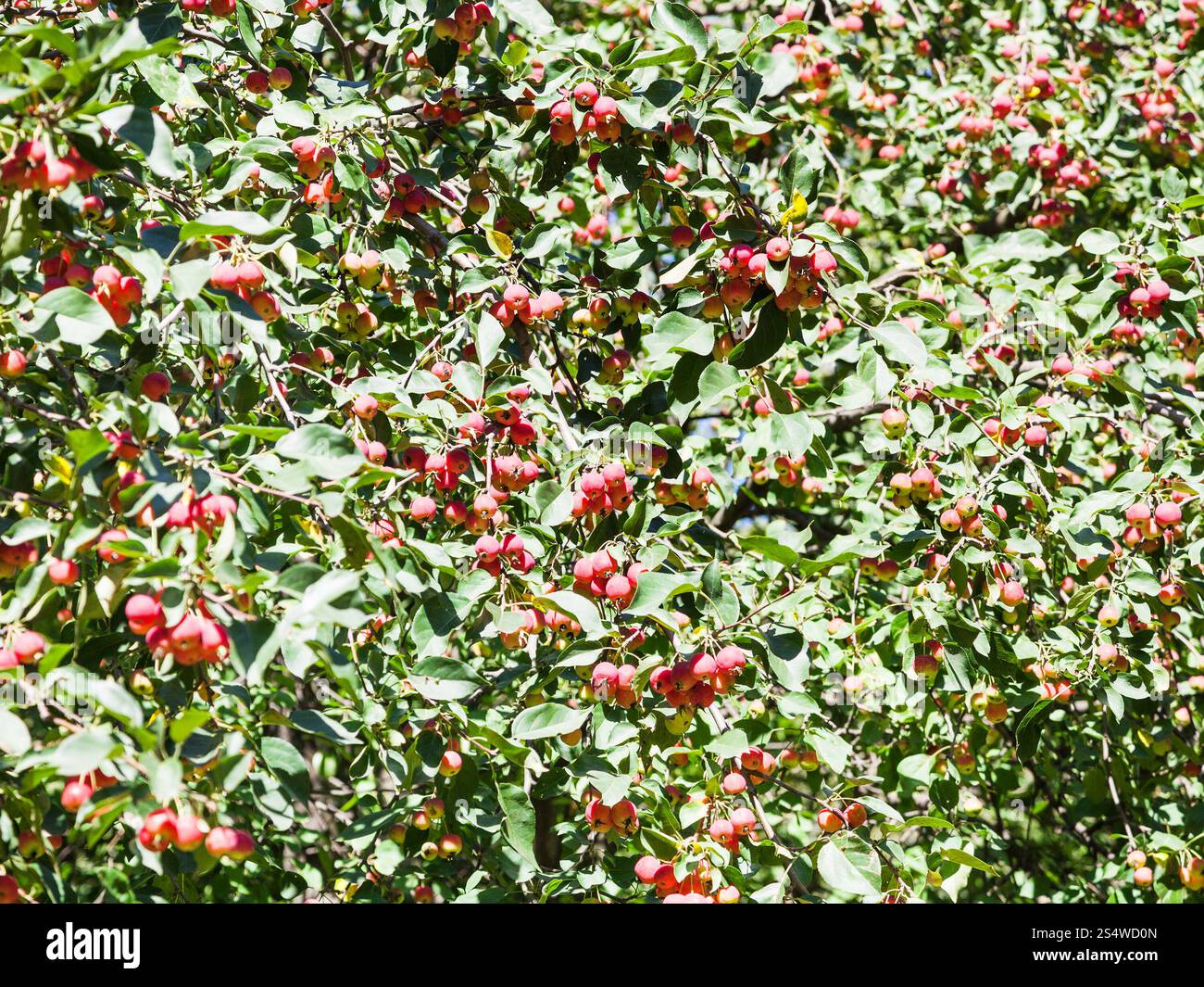 De nombreux fruits rouges pommes sauvages sur l'arbre en forêt en été Banque D'Images