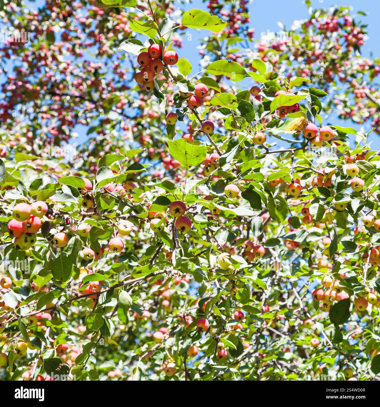 Pommier sauvage malus rose avec des pommes en forêt en été Banque D'Images